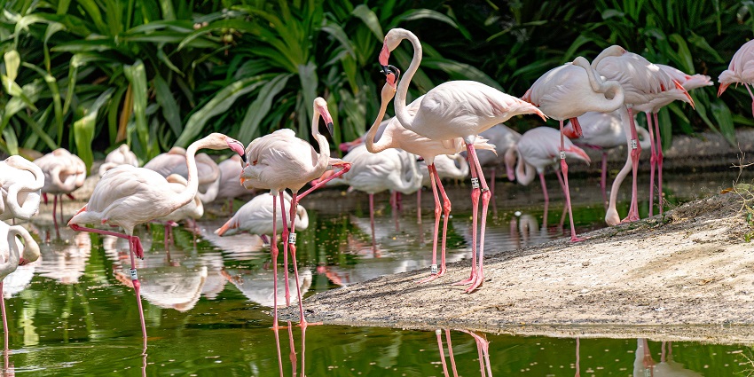 Pampadum Shola National Park has a location favourable to a variety of wildlife