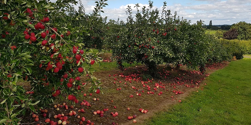 Exploring apple orchards is one of the best things to do in Narkanda for food lovers.