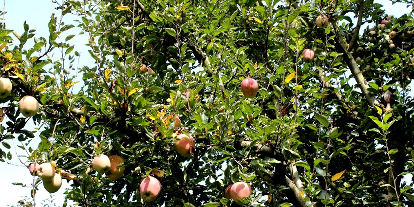 Vibrant apple orchards all around Shopian can be seen especially during harvesting season.