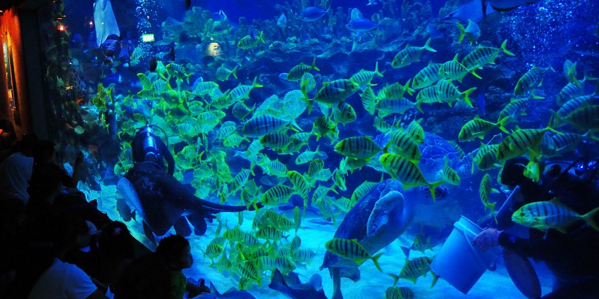 Aquaria KLCC, a world-class aquarium, offers you a chance to explore marine life.