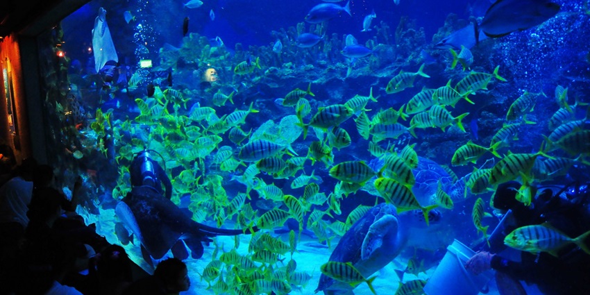 Witness diverse aquatic creatures at the Marine life Adventures at Aquaria KLCC in this city