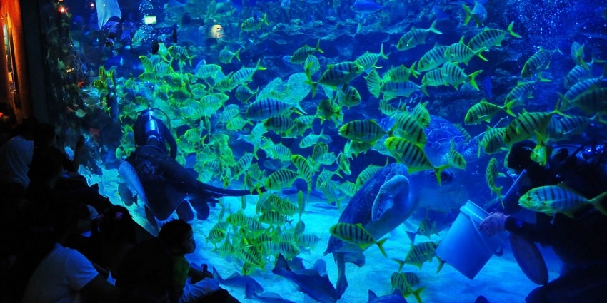 Aquaria KLCC featuring mesmerizing underwater exhibits and a variety of marine life.