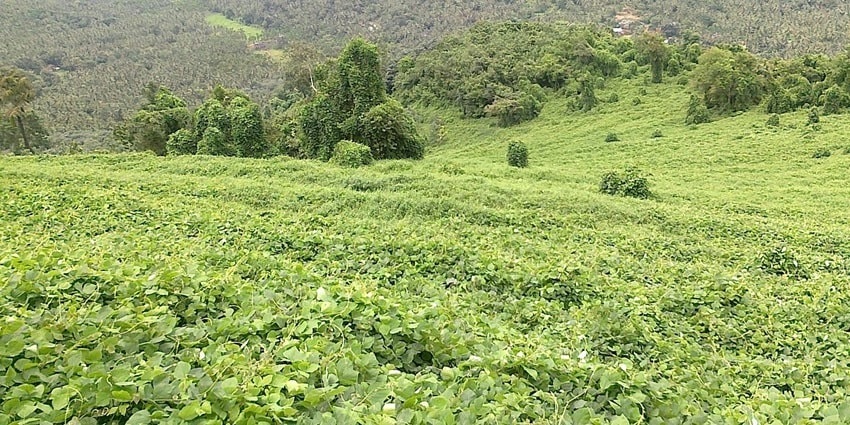Arimbra Hills is one of the best places to visit in Malappuram to witness lush greenery.