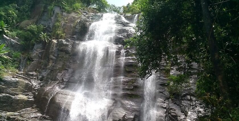 A view of the Aruvickachal Falls flowing down the rocks surrounded by lush greenery.