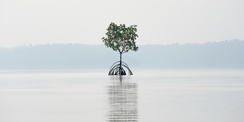 Witness the serene Ashtamudi Lake, one of the places to visit in Kerala in July.