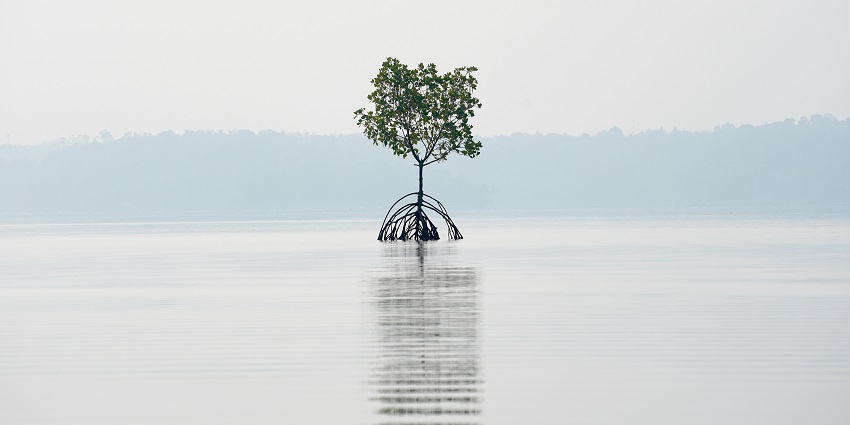 Mangrove reflection at the Ashtamudi lake - Best places to visit in South Kerala
