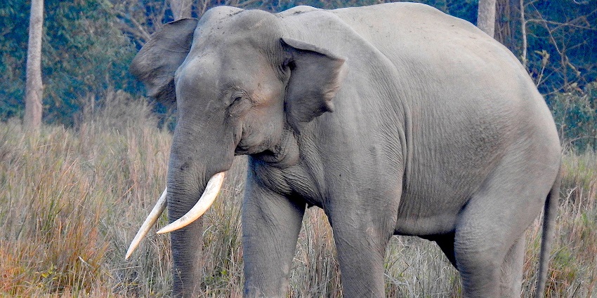 Nokrek National Park is known to house animals like Asian elephants, Red Panda and more.