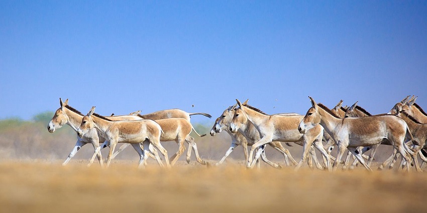 Indian wild ass herd runs across the Indian Wild Ass Sanctuary at Little Rann of Kutch.
