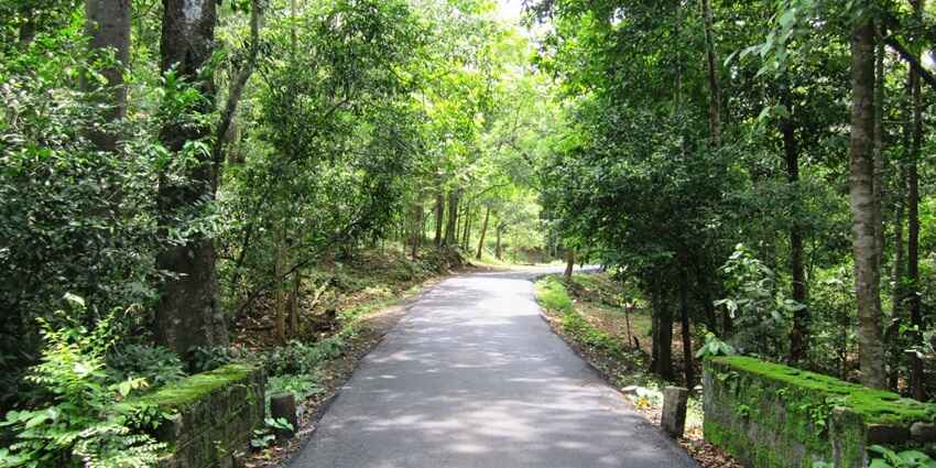 A scenic view of a cemented road in the forest with lush green trees on either side.