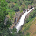 Explore the scenic jungle and wild flora and fauna near the Attukad waterfalls