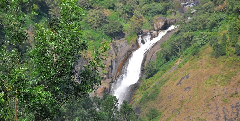 Explore the scenic jungle and wild flora and fauna near the Attukad waterfalls