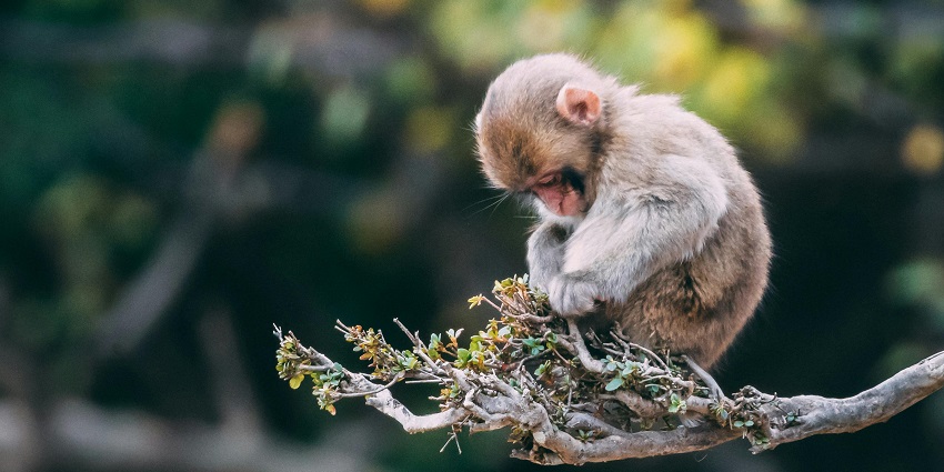 Image of a baby monkey sitting on a branch - spotting wildlife near the waterfalls.