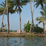 Palm trees lining the serene Kerala backwaters - explore beautiful beaches in Kerala