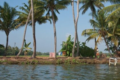 Palm trees lining the serene Kerala backwaters - explore beautiful beaches in Kerala