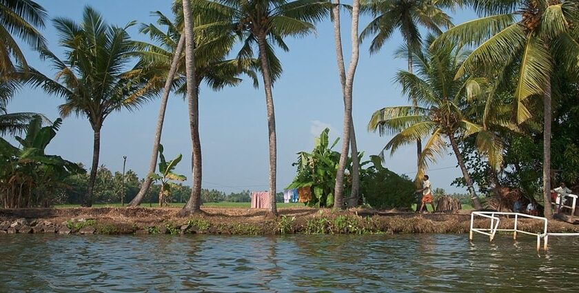 Palm trees lining the serene Kerala backwaters - explore beautiful beaches in Kerala