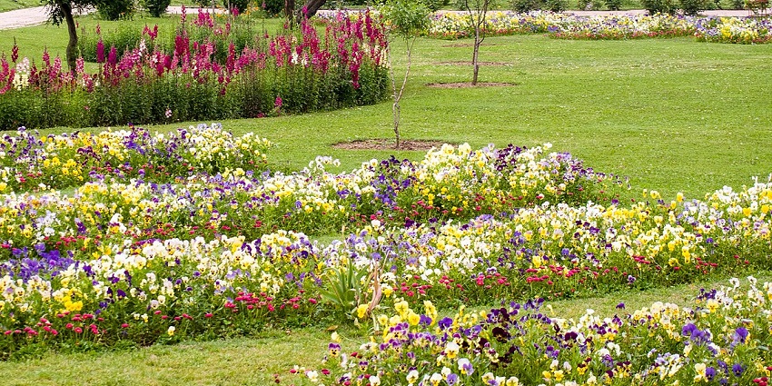 An alluring view of the Badamwari Garden, one of the best places to visit in Kashmir in May.