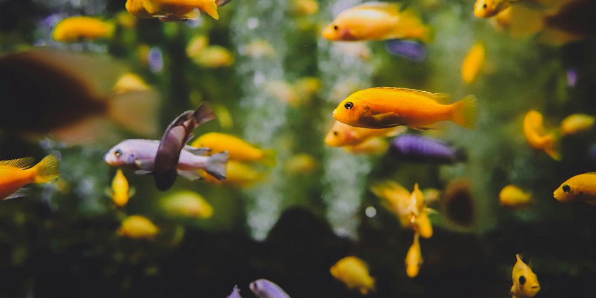 The Bagh-e-Bahu Aquarium has a collection of aquarium caves that house 400 species of fish