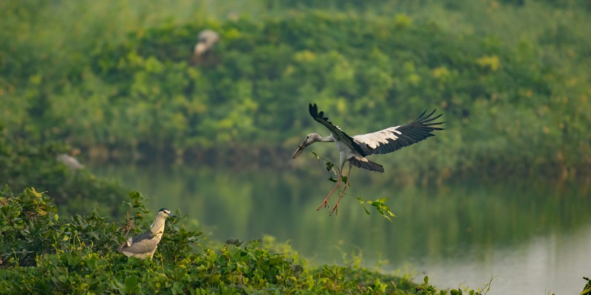 Baghmara Pitcher Plant Sanctuary is one of the unique wildlife sanctuaries in Meghalaya.