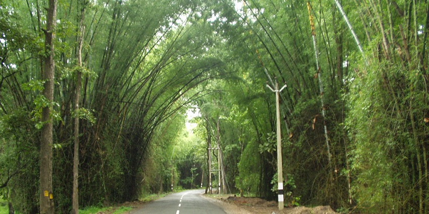 Navigate through the scenic landscapes while you are on a sightseeing tour of Wayanad.