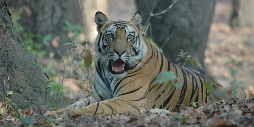 Get a glimpse of wild animals(like the tiger in this image) with jungle safari in India