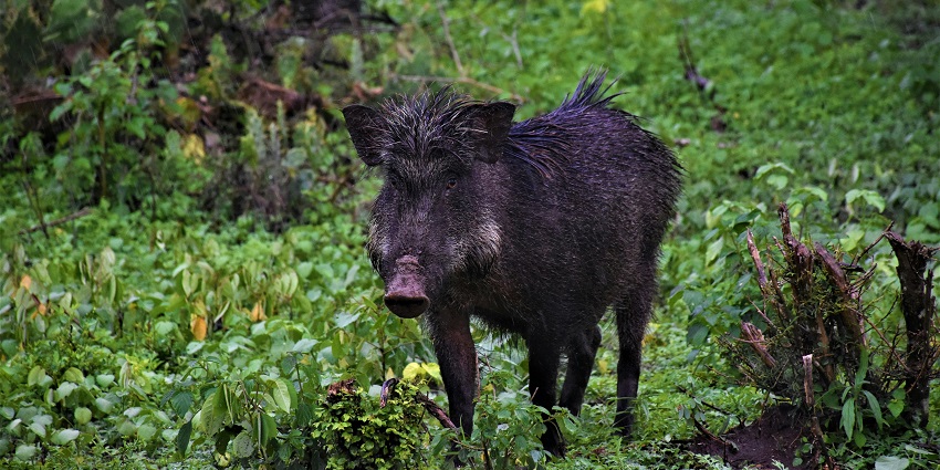 Barren Island: One of the adventurous wildlife sanctuaries in Andaman and Nicobar.