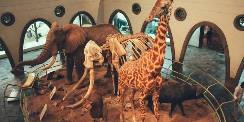These relics present a historical overview of the history of wildlife along with an antique display.