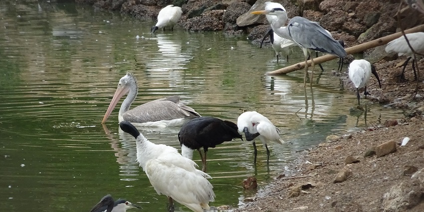 Bird Aviary,with the feeling of seeing and hearing many avian species in one spot, is near Trivandrum Zoo.