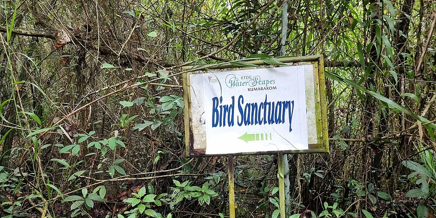 Explore the Kumarakom Bird Sanctuary, home to diverse bird species and lush wetlands.