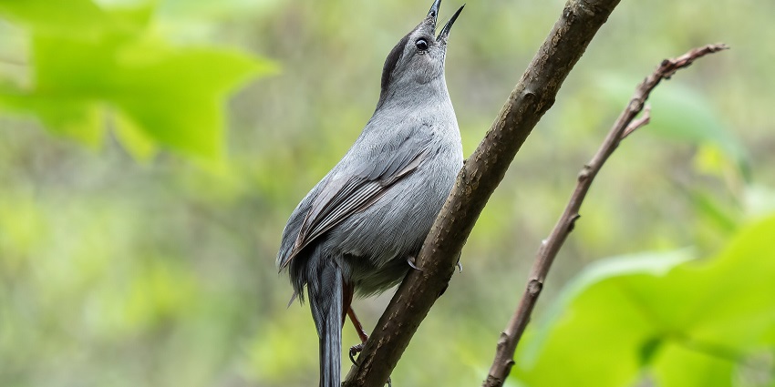 Catch the wild birds and varieties of animals around the Attukad waterfalls in Idukki