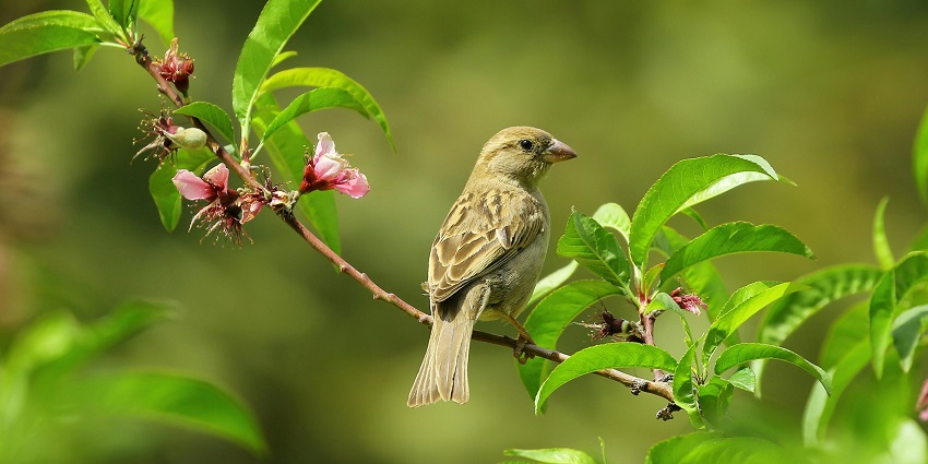 Witness the graceful and chirpy birds in the dense forests near Vellappara Waterfalls.
