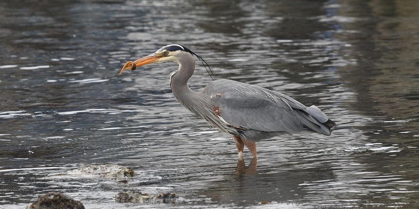 A picture of a heron catching prey at a seashore in Andaman and Nicobar Islands
