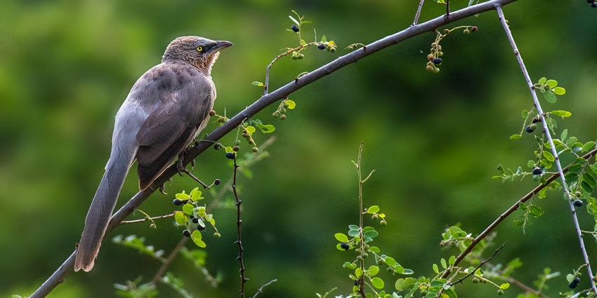 Large grey babbler perched on a leafy branch in natural daylight, showcasing soft grey plumage.