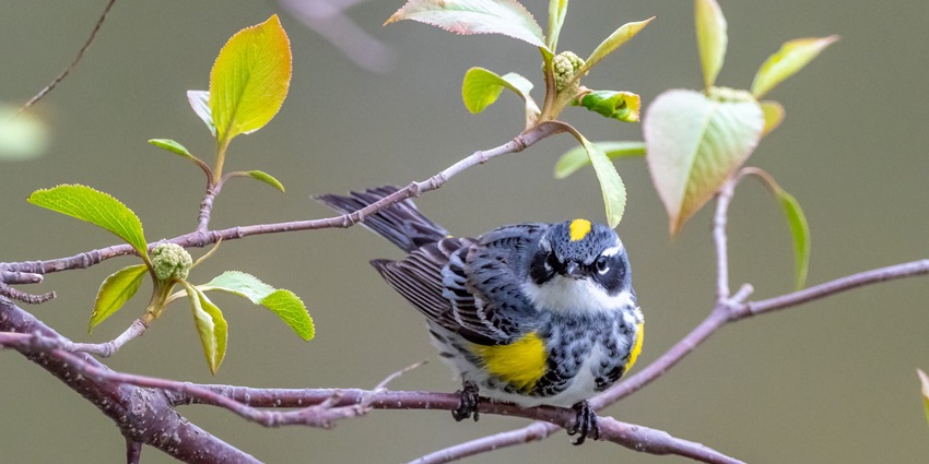 Andaman is a haven for migratory birds. You can spot various species of birds here.
