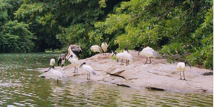 Bird Watching is one of the best things to do around Kozhippara Waterfalls for everyone.