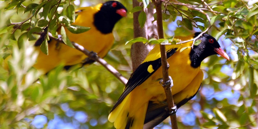 Bird watching can be an amazing experience amidst these falls with serene landscapes.