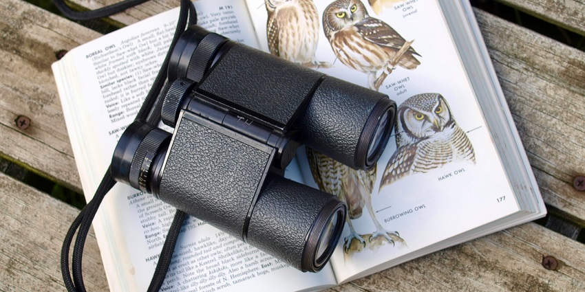Observe a wide range of birds and animals on your trip to the serene Rutland Island.
