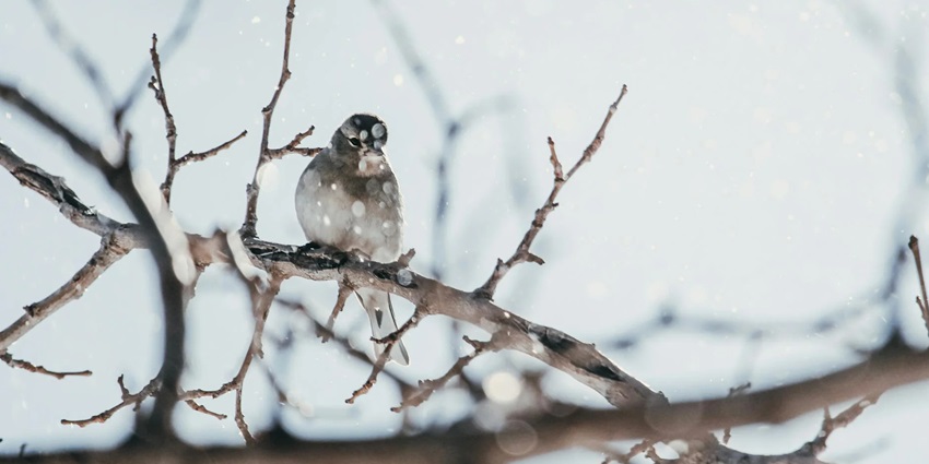 Bird spotting is a popular activity at Dachigam National Park, with a variety of birds.