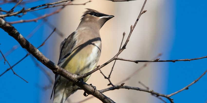 Bird-watching is one of the best activities to do in Karimpuzha Wildlife Sanctuary.