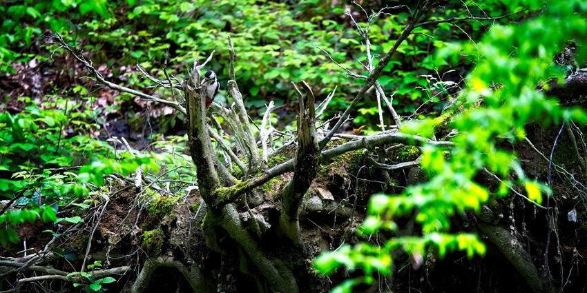 Bird watching is one of the best Things To Do near Pallivasal Waterfall for nature lovers.