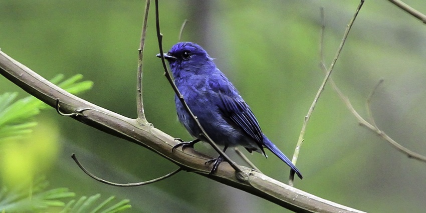 Pampadum Shola National Park houses various kinds of birds, presenting a serene view for bird-lovers.
