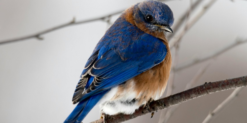Bird-watching is one of the most exciting things to do in Parambikulam Wildlife Sanctuary.