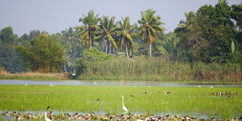 Explore beautiful villages and paddy fields during your trip to Alleppey in Kerala.