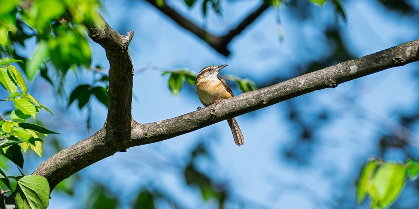 Traveler spotting colorful birds with binoculars in a quiet forested area.