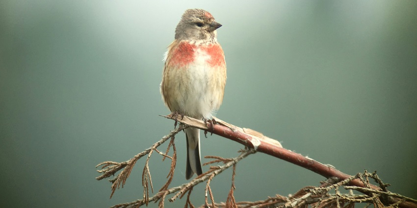 Birdwatching is one of the must things to do at Marmala waterfalls for wildlife enthusiasts