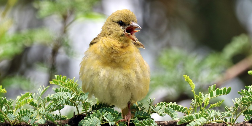 Bird and butterfly watching are the best activities to do in Chimmini Wildlife Sanctuary.