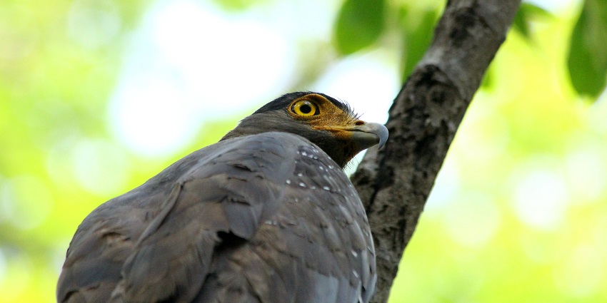 Birdwatching is one of the most loved things to do in the oldest national park of India.