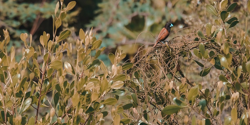 Watch colourful birds on your nature walk to the beautiful waterfalls of Kerala.
