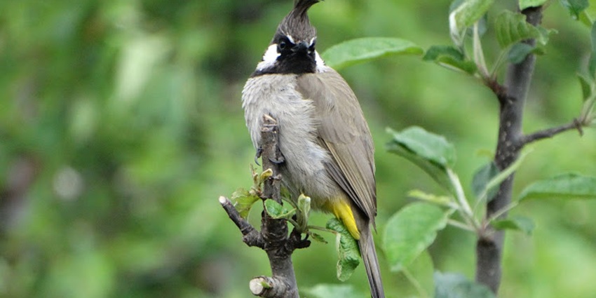 Birdwatching is one of the best activities to practise in Gulmarg Wildlife Sanctuary.