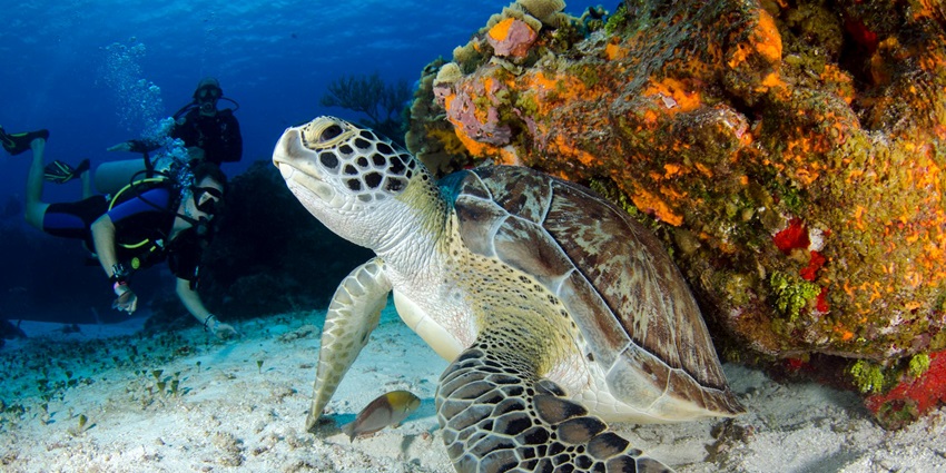 Turtle Bay is one of the popular sites to experience scuba diving in Havelock Island.
