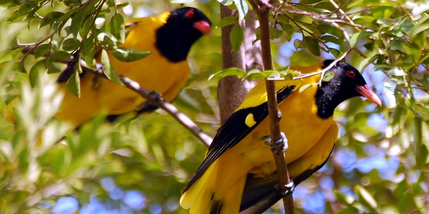 Black-headed Oriole perched on a branch, showcasing its vibrant yellow feathers.